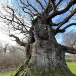 oak tree in kent
